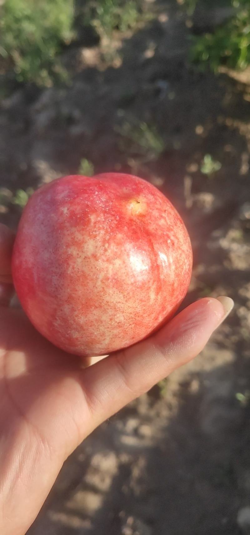 秦安油桃好吃又脆，想要的来过来品尝一下。