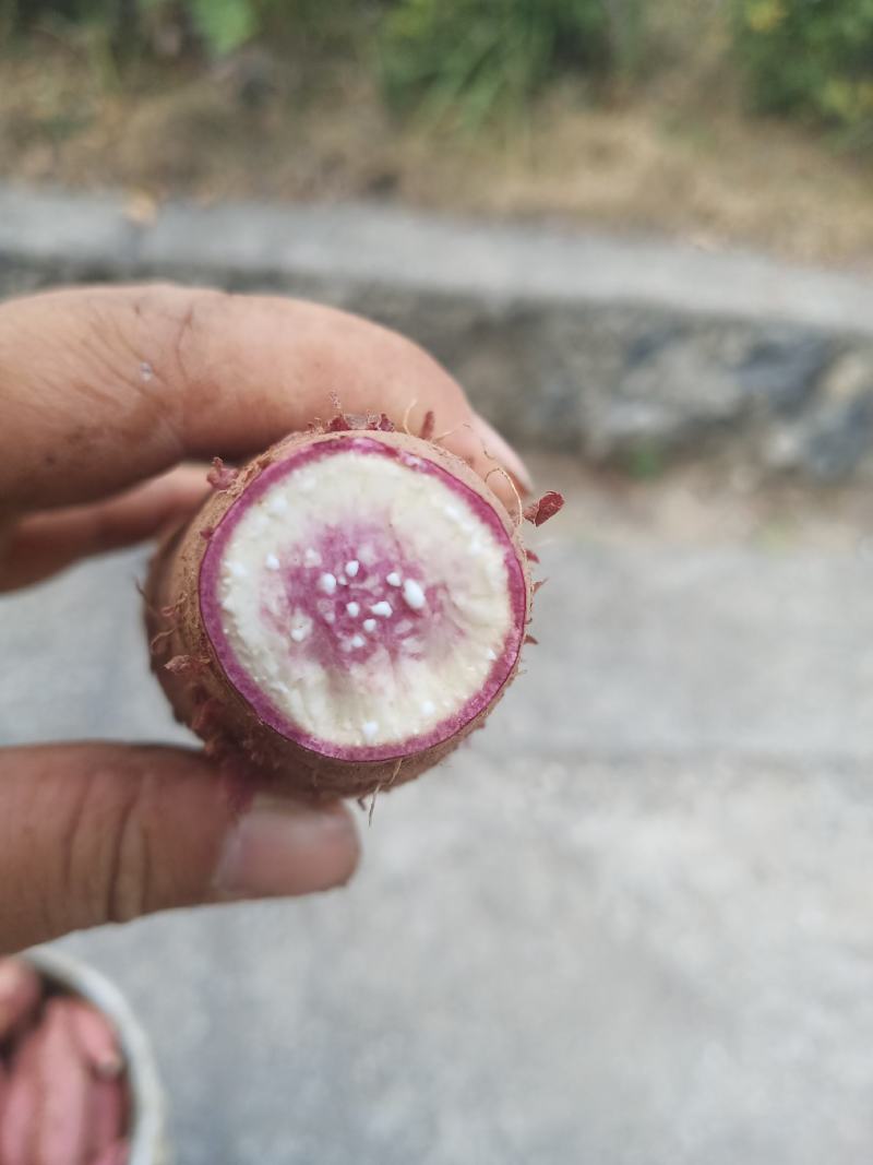 冰淇淋红薯大量上市中