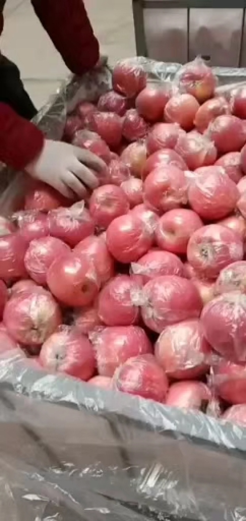 大量供应山西运城万荣优质红富士苹果