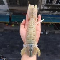 广西北海皮皮虾海鲜水产濑尿虾批发
