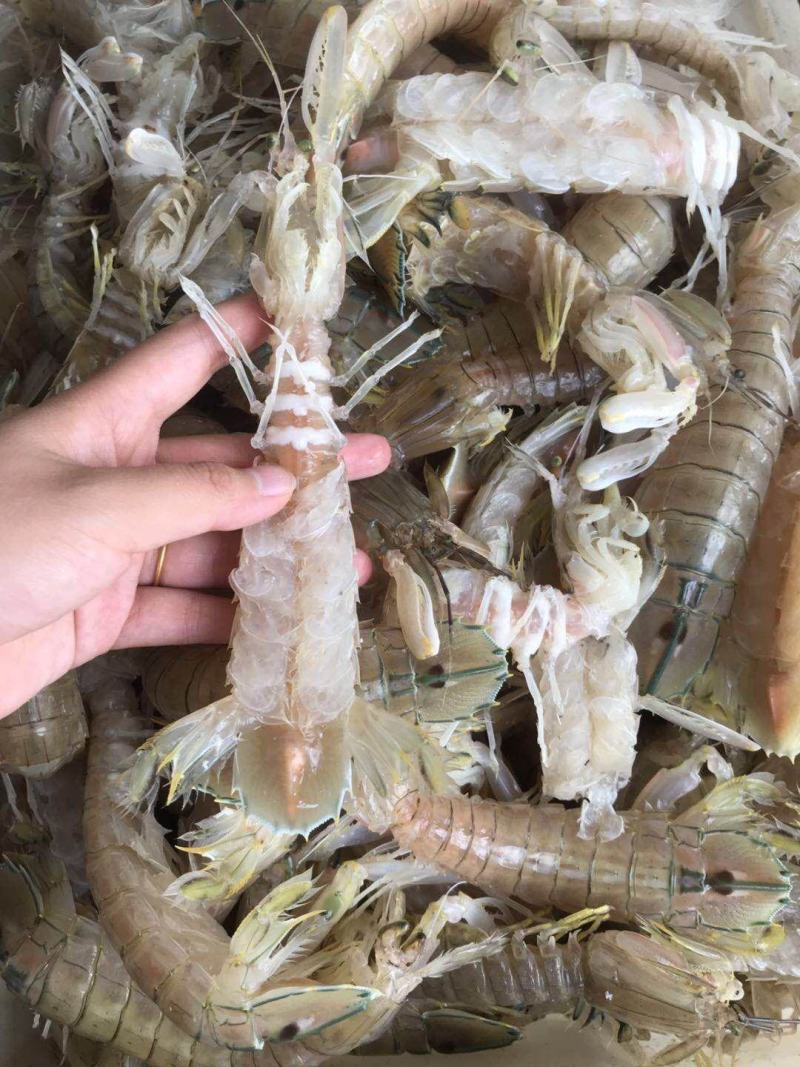 广西北海皮皮虾海鲜水产濑尿虾批发