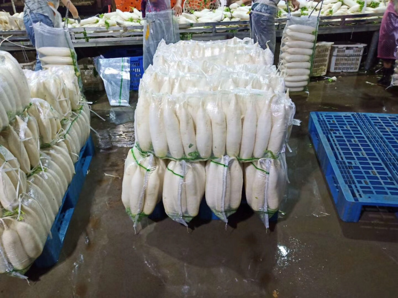 湖北白萝卜基地直供一手货源质量上乘