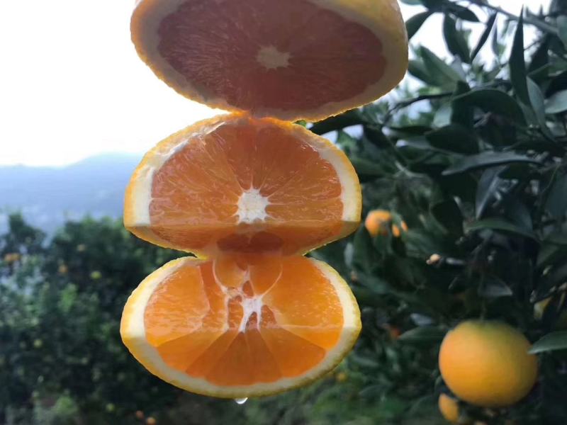 九月红脐橙果冻橙基地直供，支持视频验货，打款发货