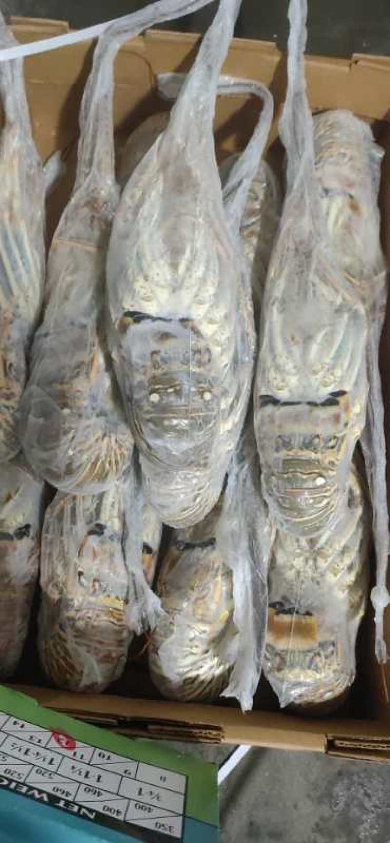 kc大龙虾，上海一手货源，一件十公斤，大量批发