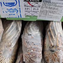 kc大龙虾，上海一手货源，一件十公斤，大量批发