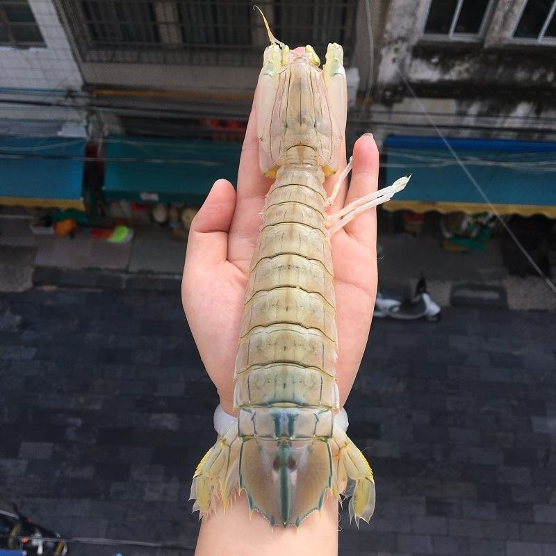皮皮虾鲜活蒸熟冰鲜条条满肉濑尿虾熟冻皮皮虾