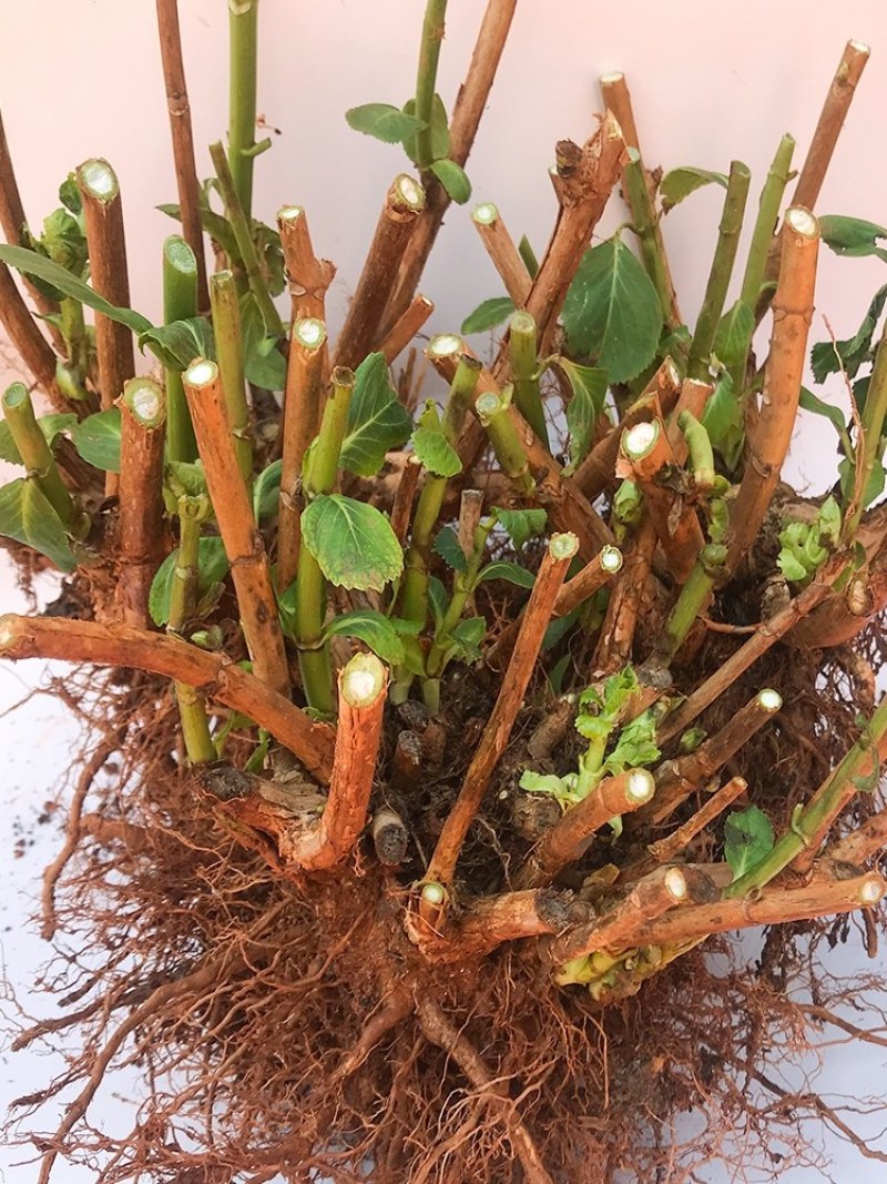 绣球老桩耐寒老桩无尽夏绣球花苗盆栽八仙花大花阳台庭
