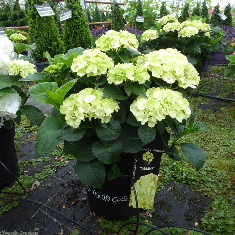 绣球老桩耐寒老桩无尽夏绣球花苗盆栽八仙花大花阳台庭