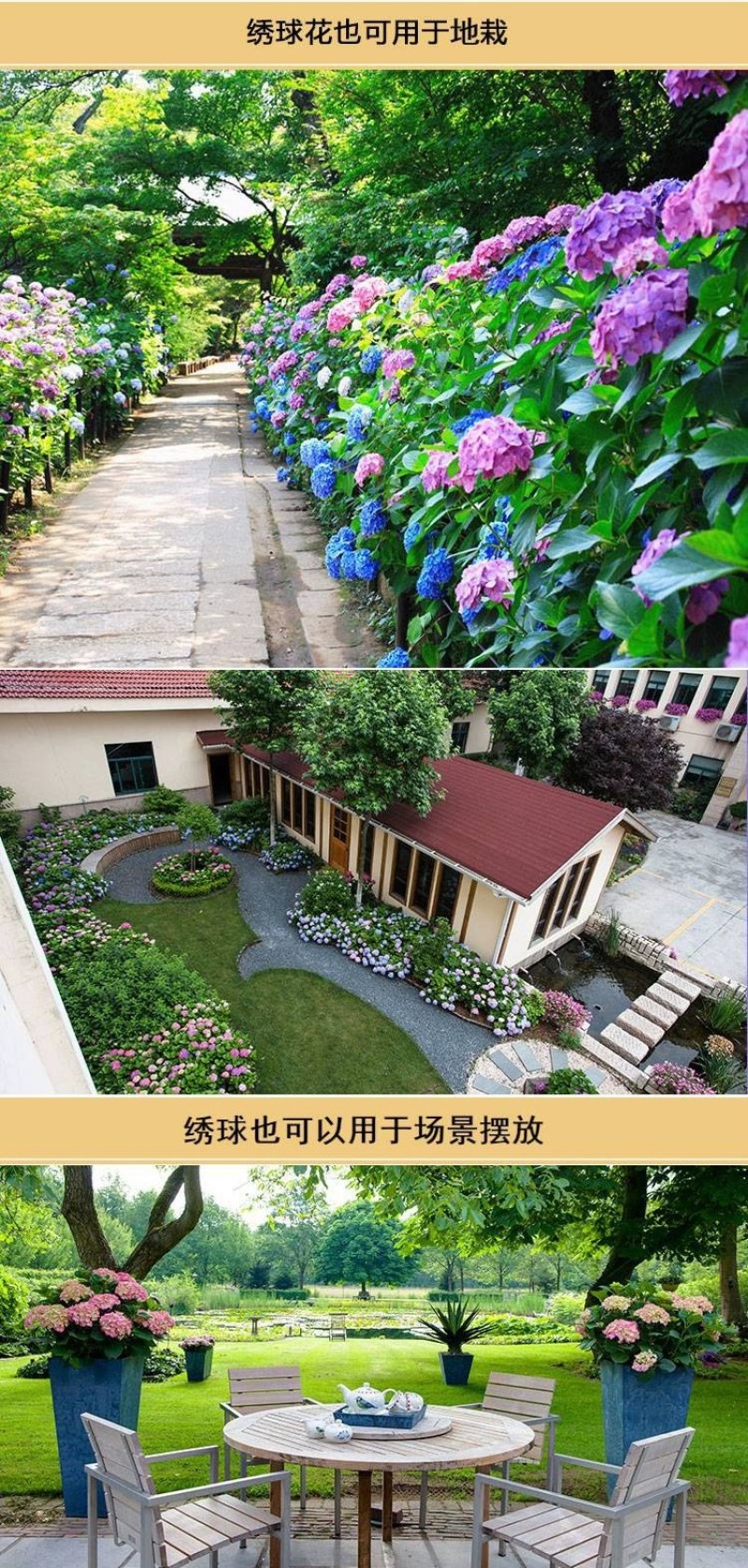 绣球老桩耐寒老桩无尽夏绣球花苗盆栽八仙花大花阳台庭