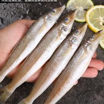 新鲜沙丁鱼，北海海鲜沙钻鱼，新鲜发货非冻品【拍前我】