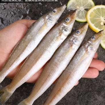 新鲜沙丁鱼，北海海鲜沙钻鱼，新鲜发货非冻品【拍前联系我】