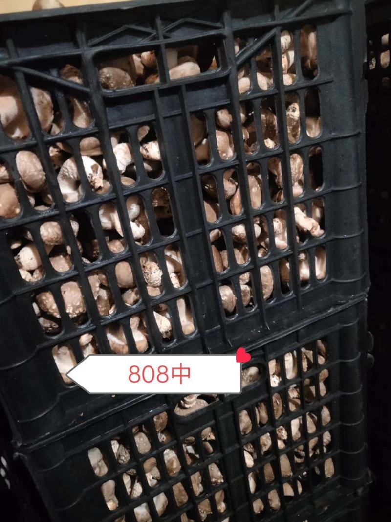 808一0912大量现货有有实力的老板联系我