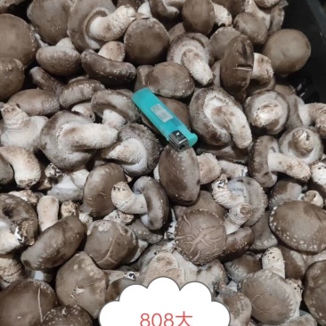 808一0912大量现货有有实力的老板联系我