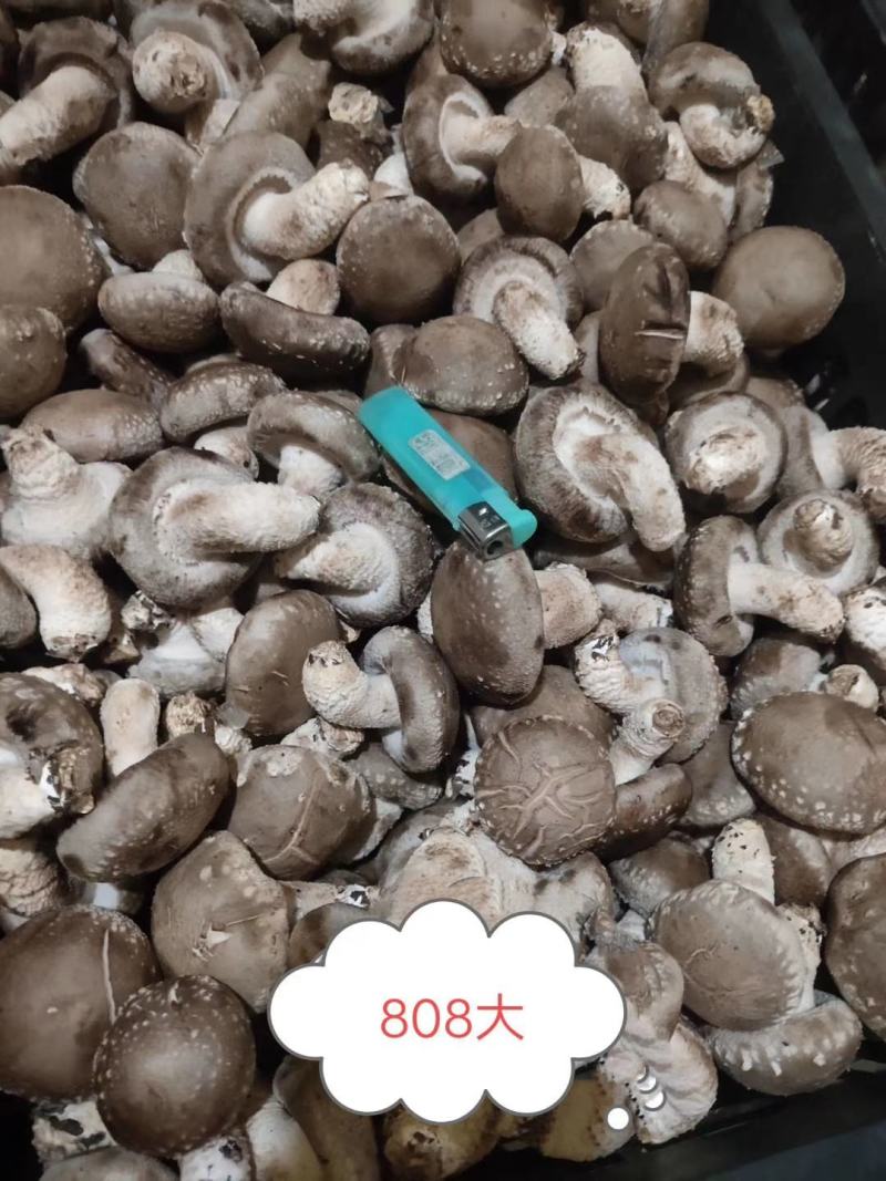 808一0912大量现货有有实力的老板联系我
