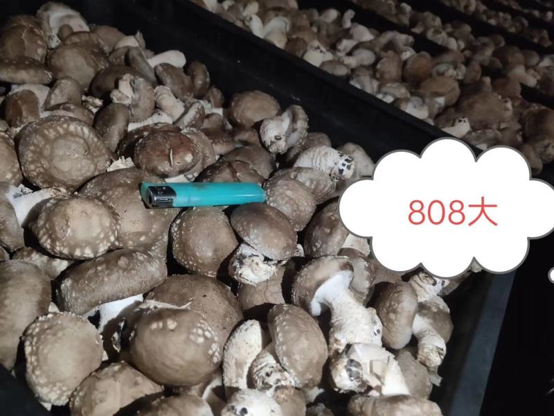 808一0912大量现货有有实力的老板联系我