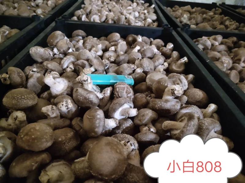 808一0912大量现货有有实力的老板联系我