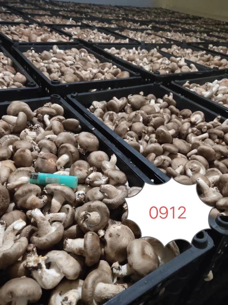 808一0912大量现货有有实力的老板联系我