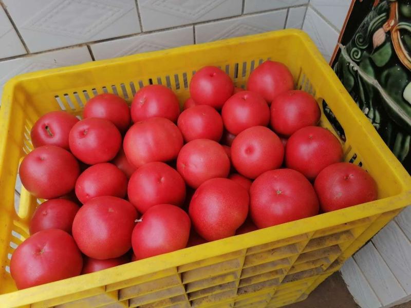 大量供应精品水果西红柿、普罗旺斯欢迎各位老板下单