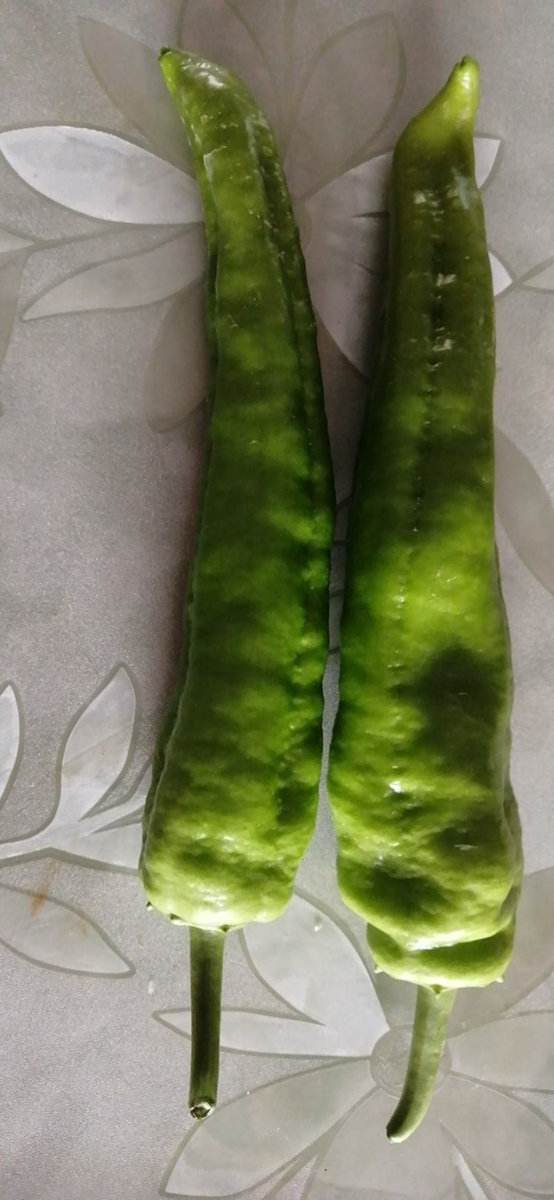 【尖椒牛角椒】赤峰市露天蔬菜基地，专业团队。