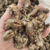 【文斌药业】蝉蜕纯野生蝉蜕过筛无沫道地药材