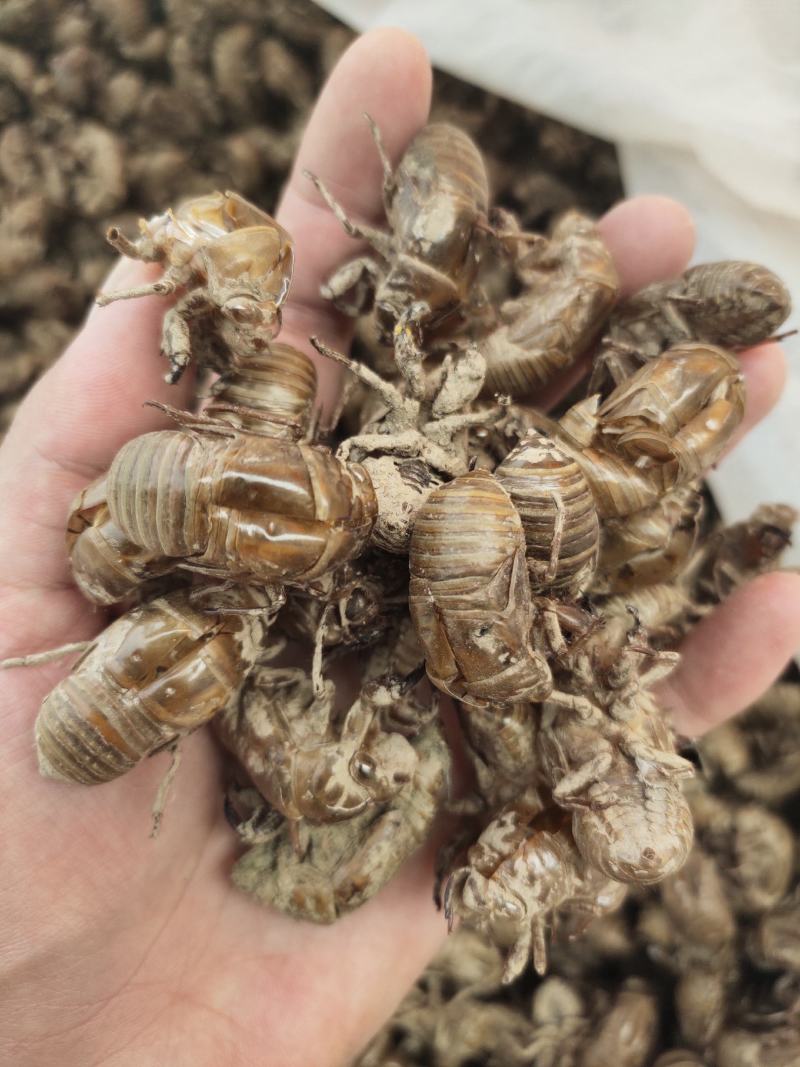 【文斌药业】蝉蜕纯野生蝉蜕过筛无沫道地药材