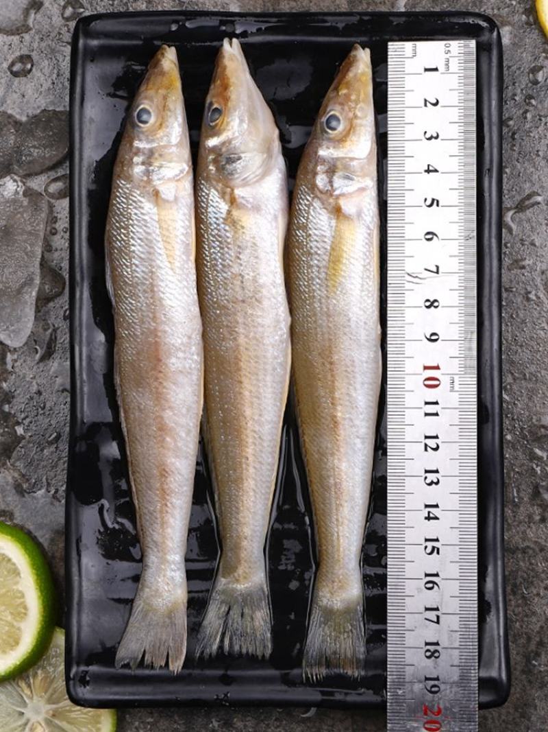 新鲜沙丁鱼，北海海鲜沙钻鱼，新鲜发货非冻品【拍前联系我】