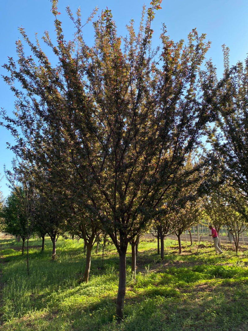 北美海棠6-15公分海棠当娜等20余品种