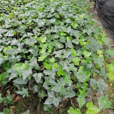 郫都区爬山虎小苗，小杯爬山虎价格低，爬山虎价格量大从优。