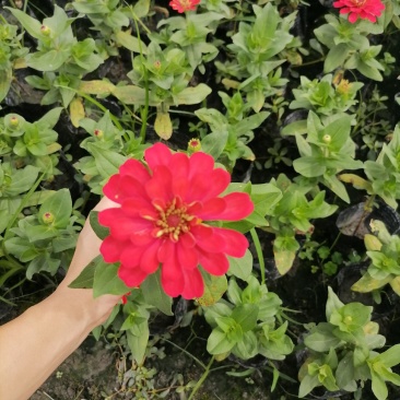 百日草小杯苗颜色齐全性价比高开花百日草出售