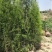 山西侧柏基地各种规格杯苗，大田苗量大价优，欢迎关注