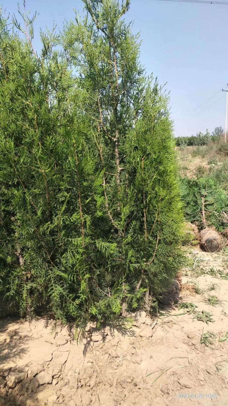 山西侧柏基地各种规格杯苗，大田苗量大价优，欢迎关注