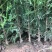 山西侧柏基地各种规格杯苗，大田苗量大价优，欢迎关注
