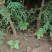 山西侧柏基地各种规格杯苗，大田苗量大价优，欢迎关注