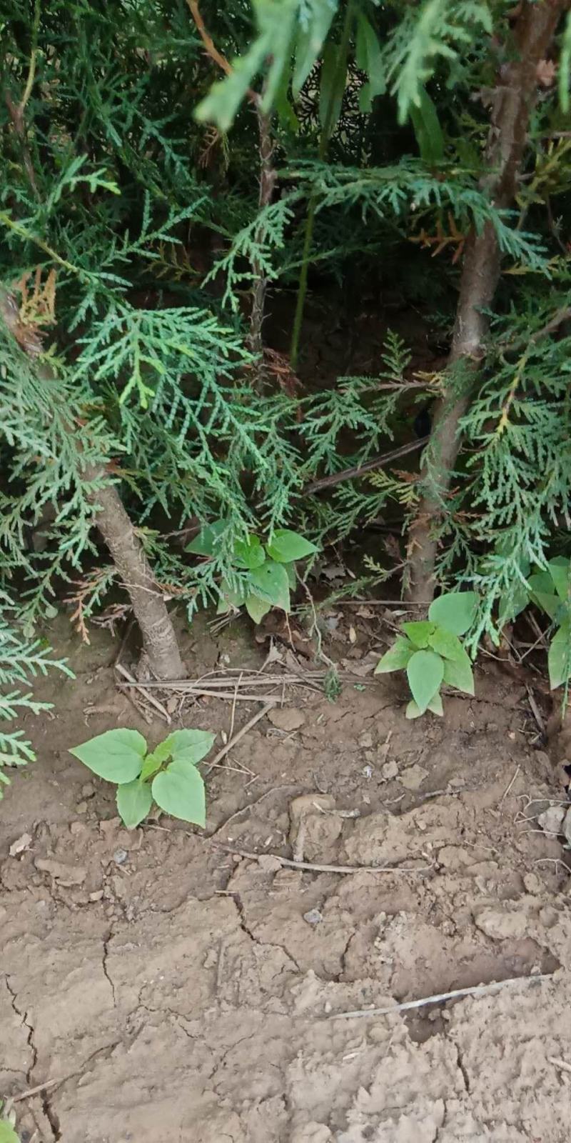 山西侧柏基地各种规格杯苗，大田苗量大价优，欢迎关注