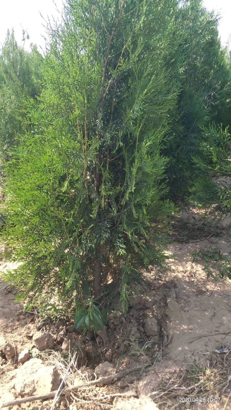 山西侧柏基地各种规格杯苗，大田苗量大价优，欢迎关注