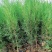 山西侧柏基地各种规格杯苗，大田苗量大价优，欢迎关注