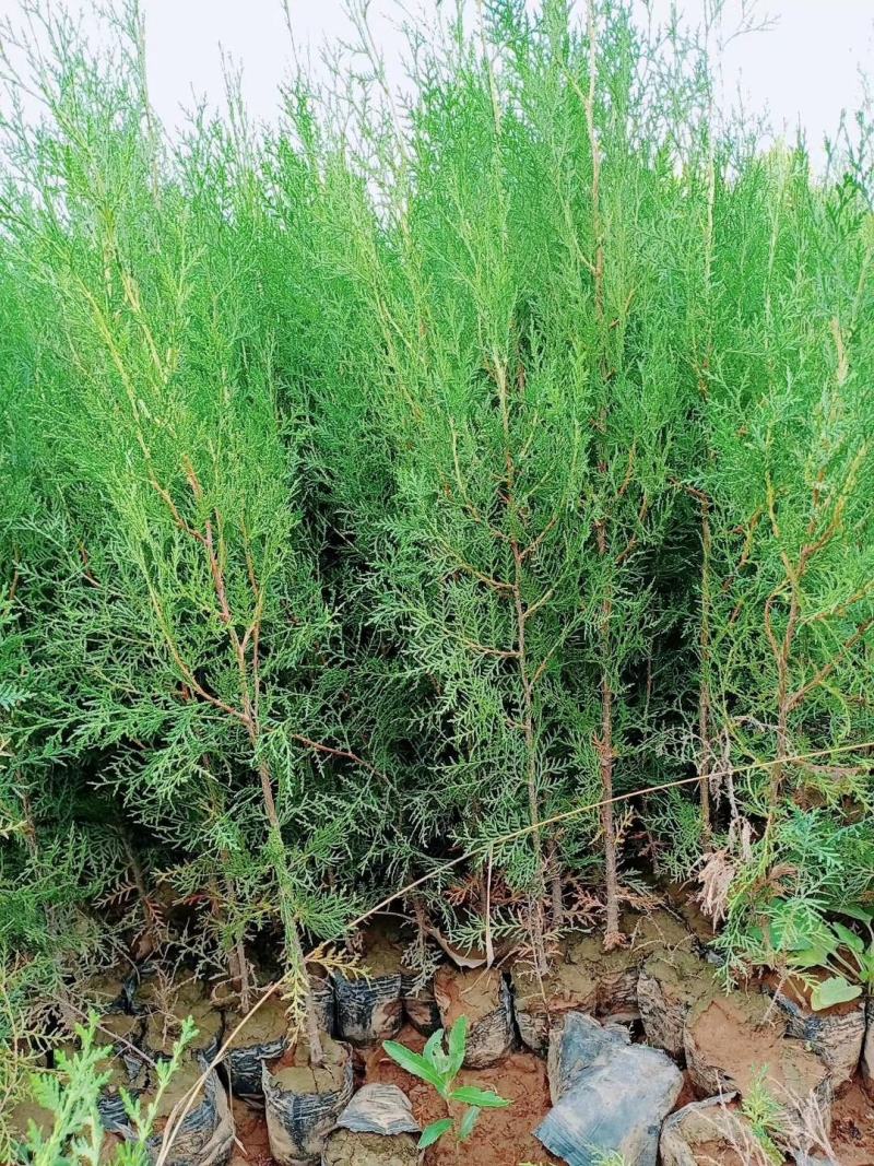 山西侧柏基地各种规格杯苗，大田苗量大价优，欢迎关注