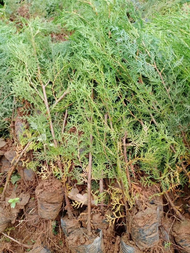 山西侧柏基地各种规格杯苗，大田苗量大价优，欢迎关注