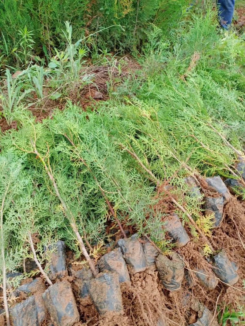 山西侧柏基地各种规格杯苗，大田苗量大价优，欢迎关注