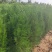 山西侧柏基地各种规格杯苗，大田苗量大价优，欢迎关注