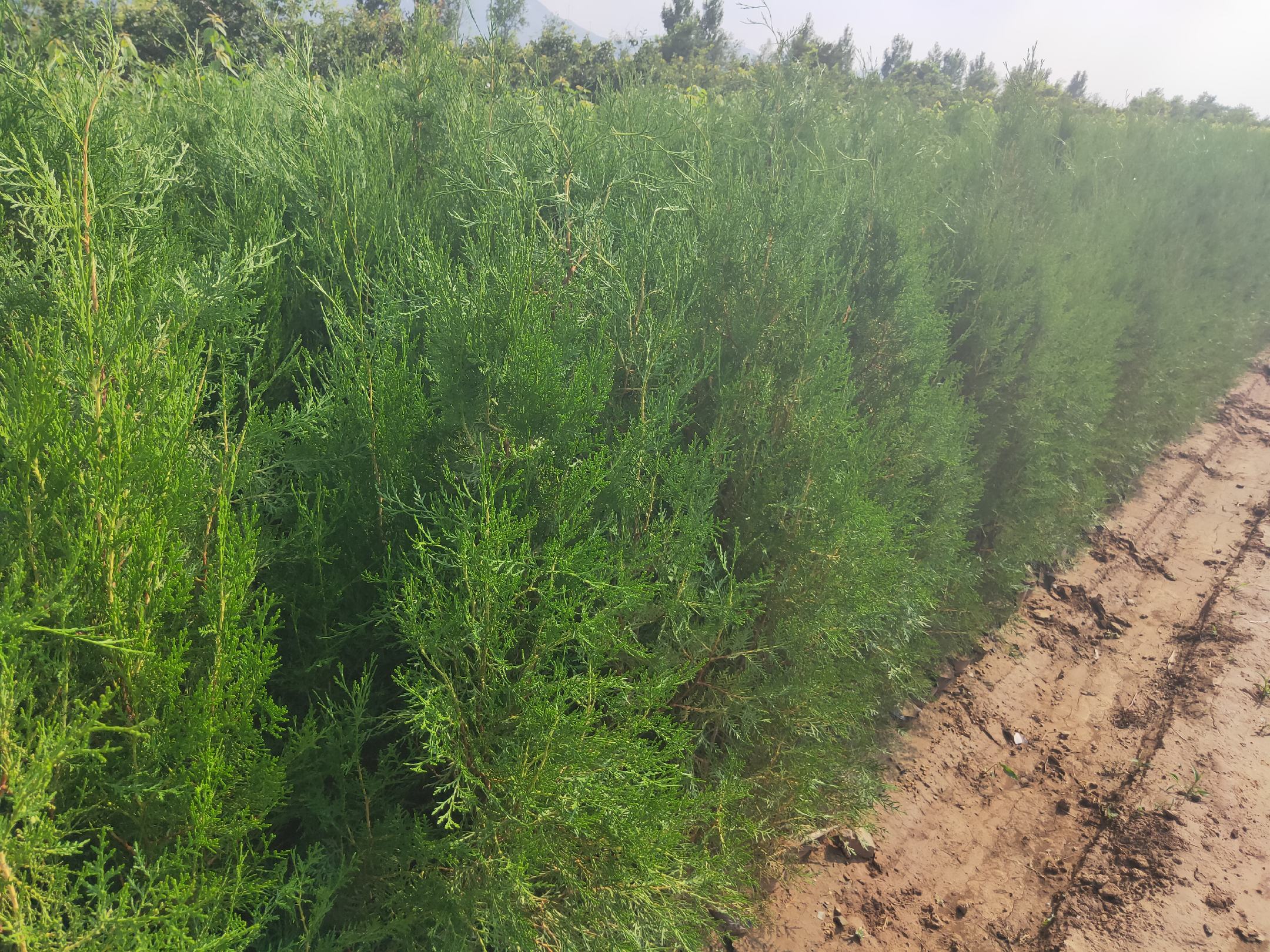 侧柏大孢子叶球的微观结构图