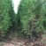 山西侧柏基地各种规格杯苗，大田苗量大价优，欢迎关注
