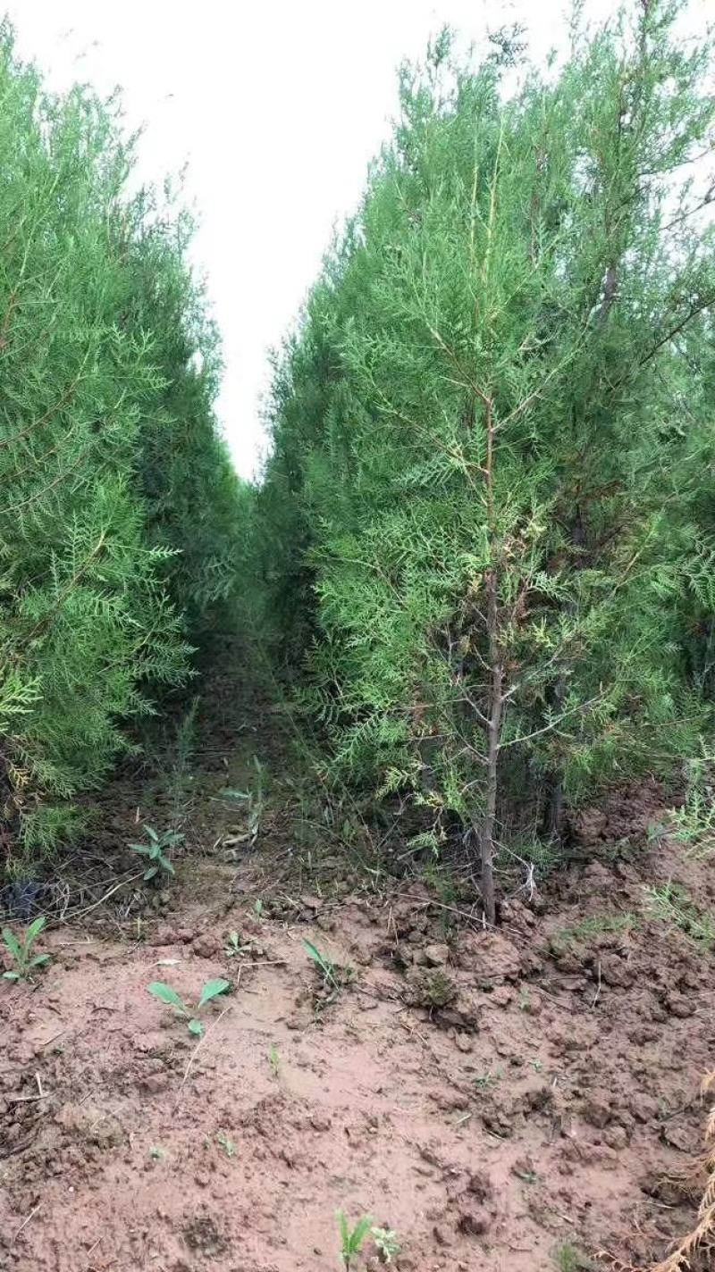 山西侧柏基地各种规格杯苗，大田苗量大价优，欢迎关注