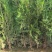 山西侧柏基地各种规格杯苗，大田苗量大价优，欢迎关注