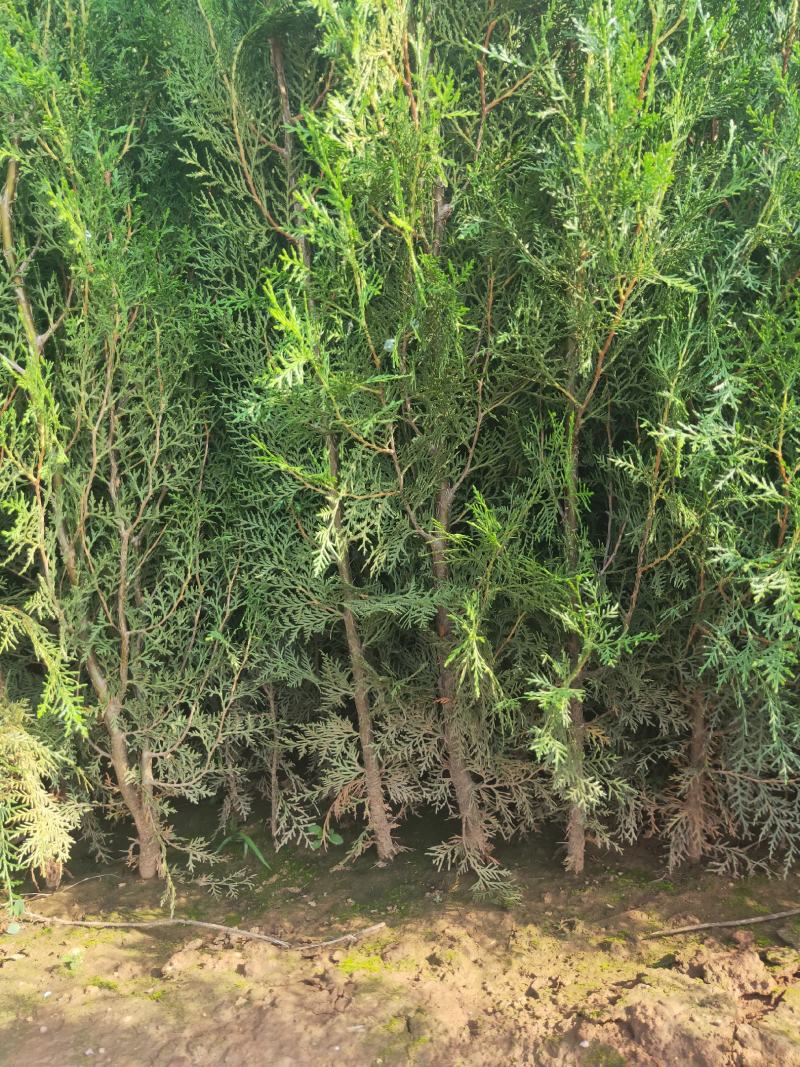山西侧柏基地各种规格杯苗，大田苗量大价优，欢迎关注