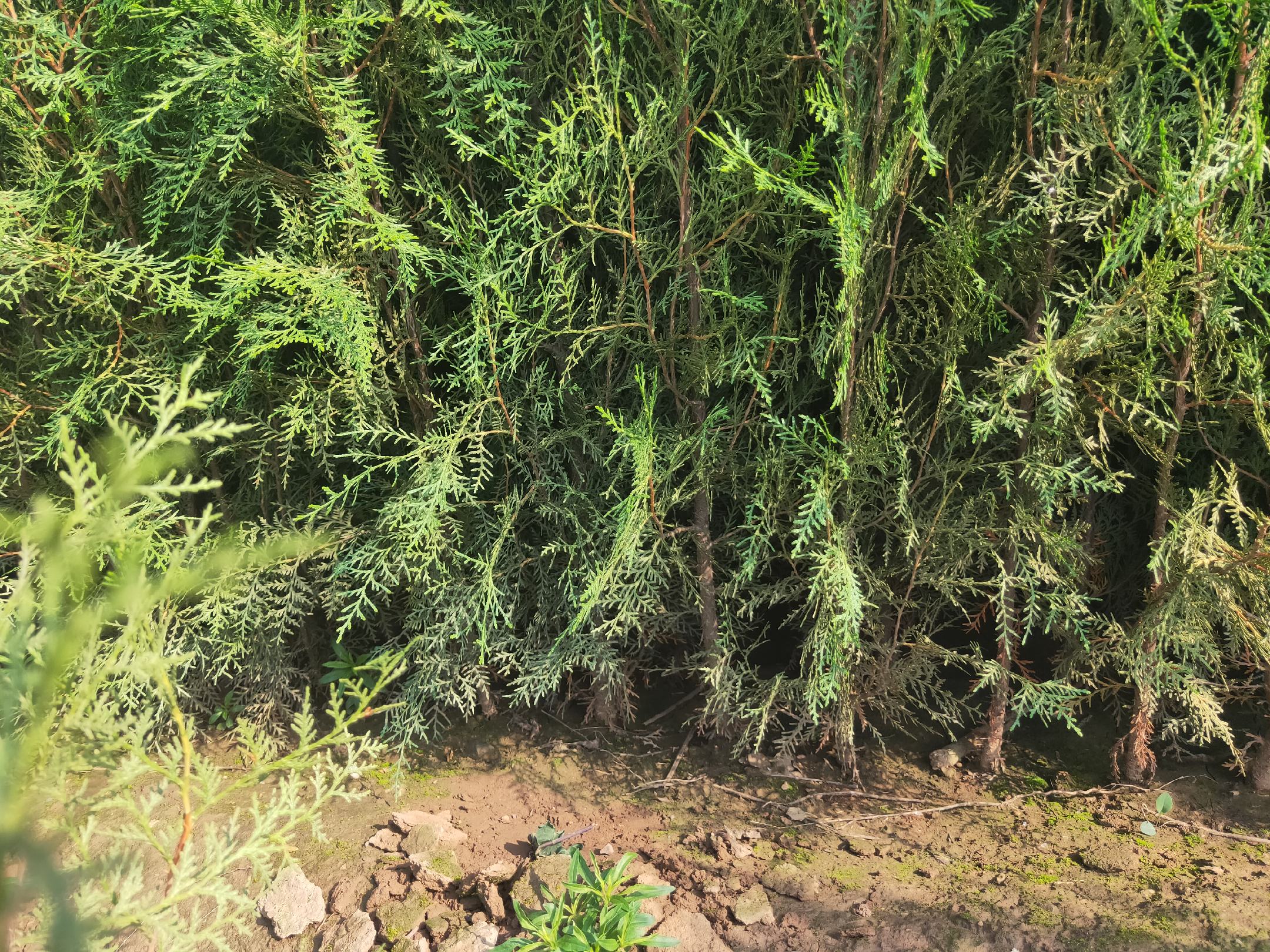 图片说明:一张清晰的侧柏树图,展示了其挺拔的树干、密集的枝叶和整体的塔形树冠,背景为山地环境,突显其自然生长状态。 侧柏树图展示侧柏的典型形态