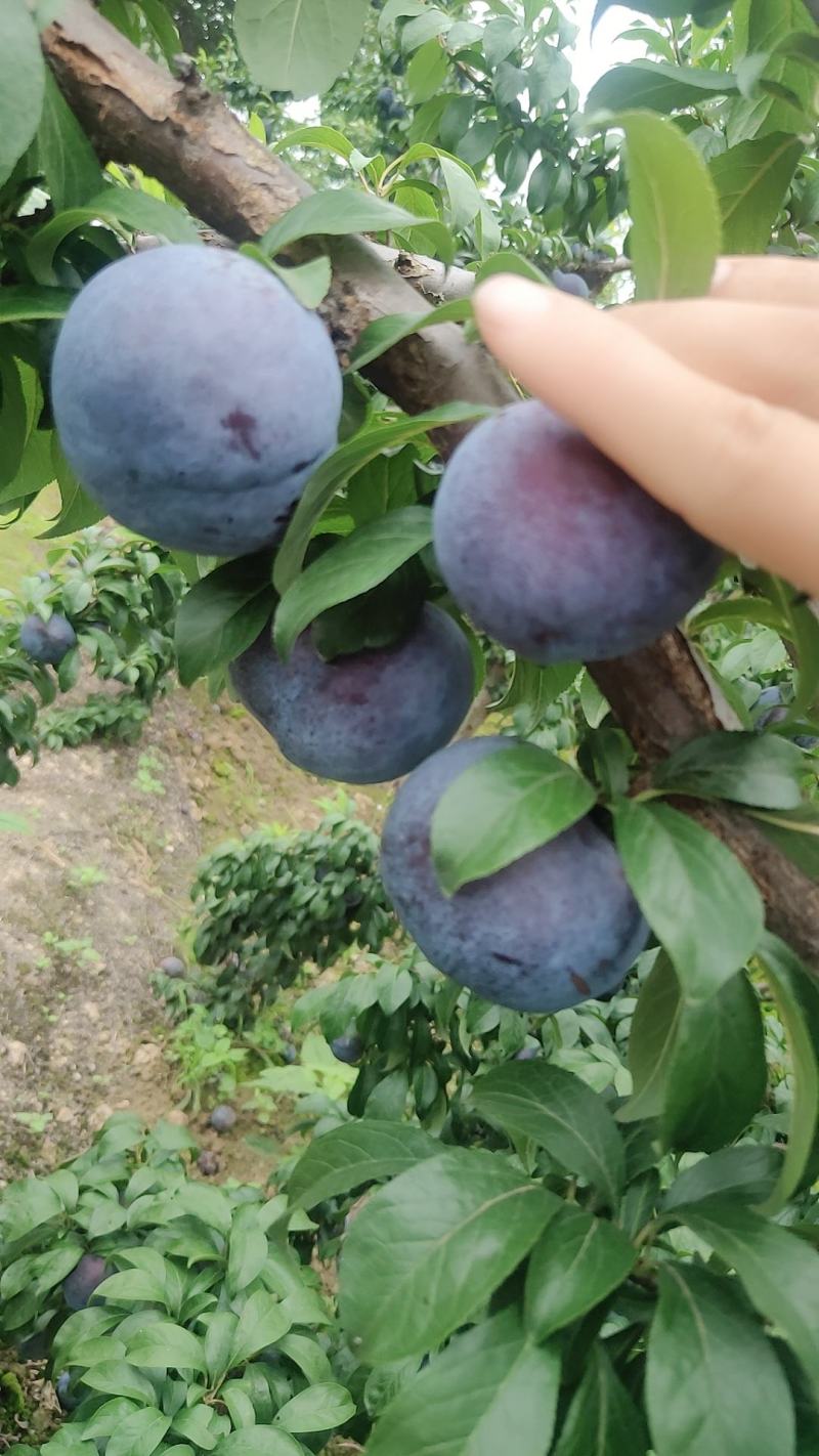 陕西礼泉精品黑宝石李子