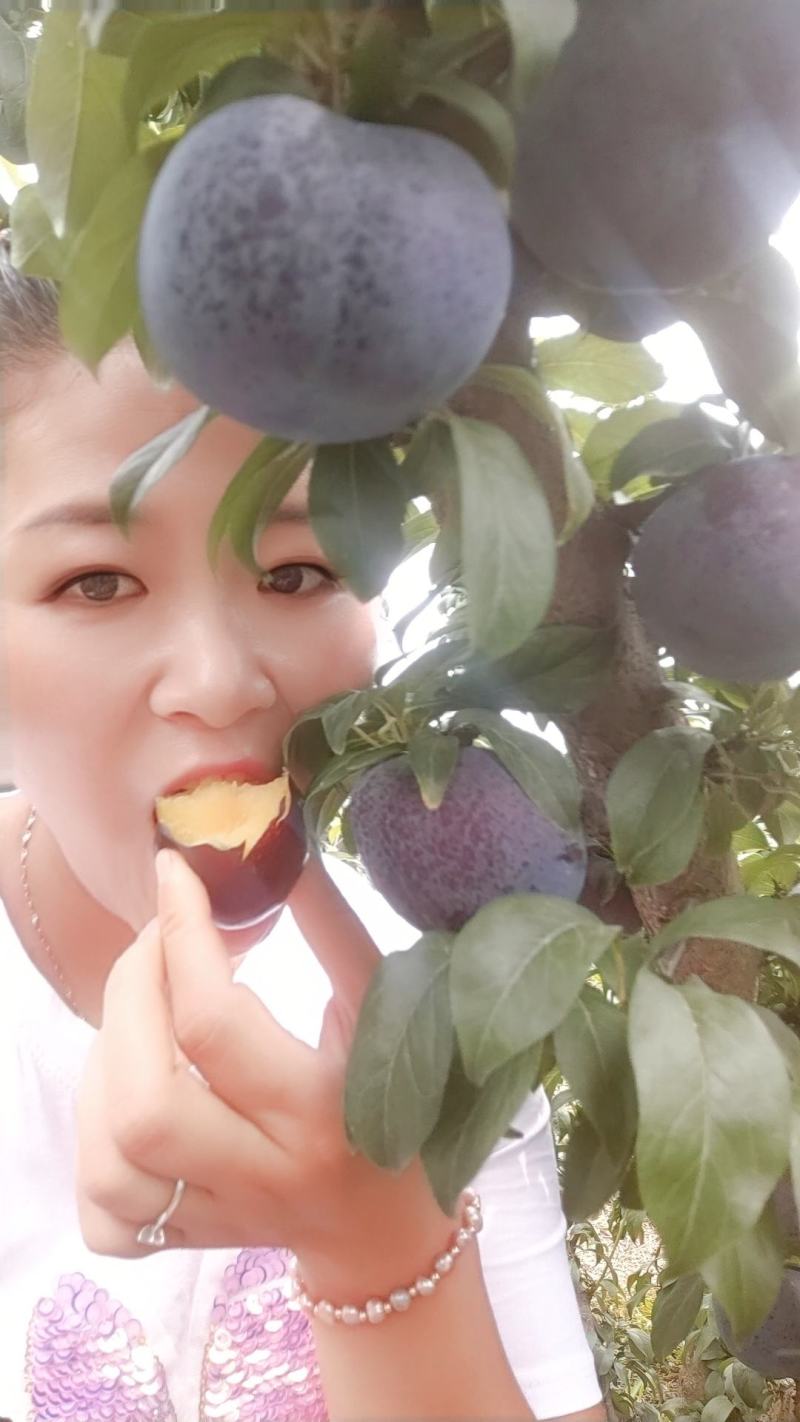 陕西礼泉精品黑宝石李子