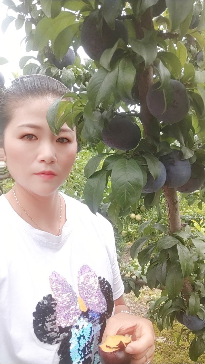 陕西礼泉精品黑宝石李子