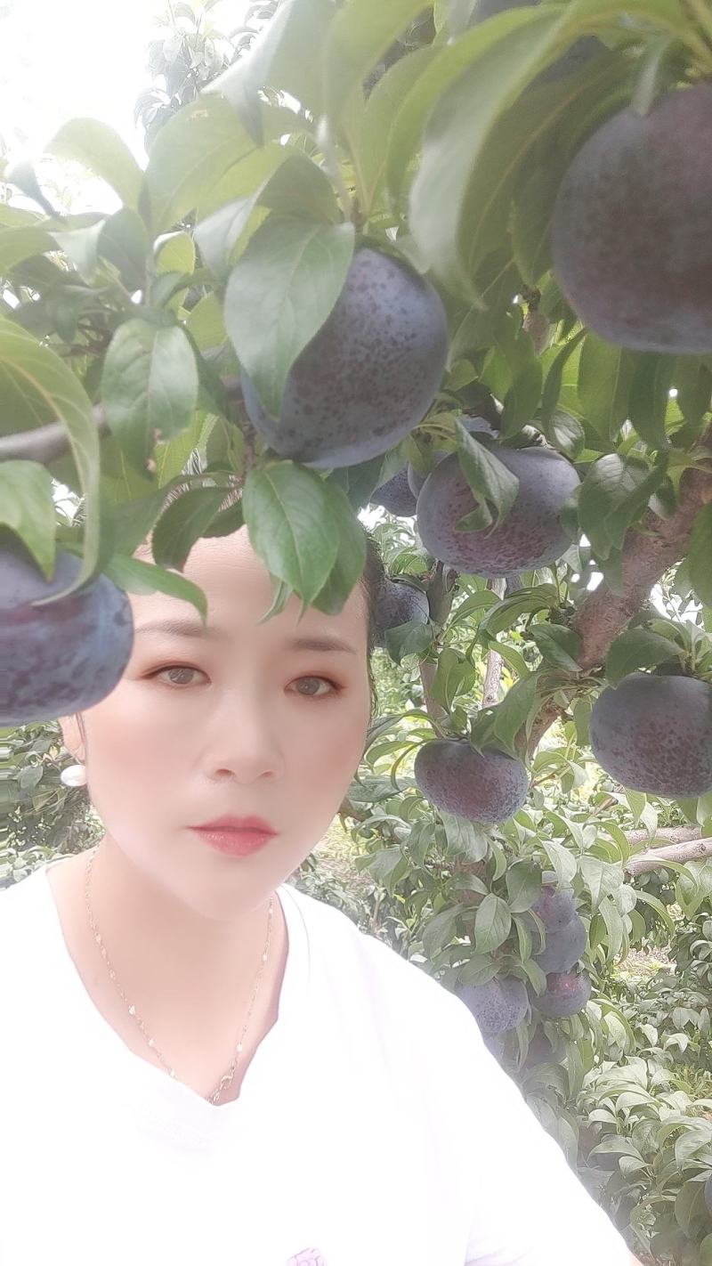陕西礼泉精品黑宝石李子